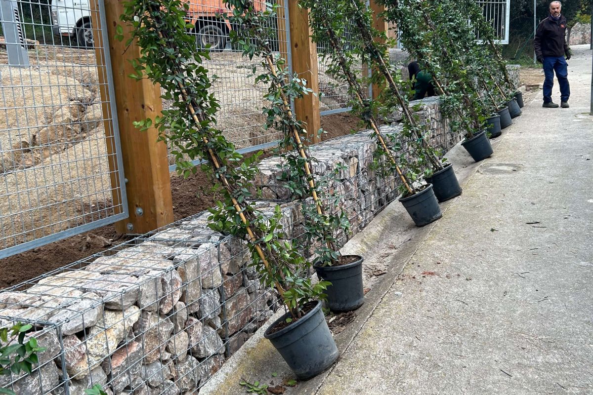 Plantación en parque municipal Bigues