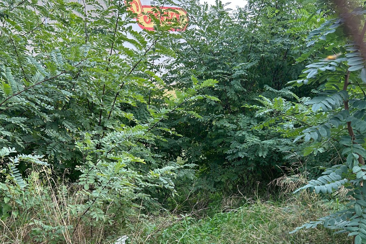 Desbroce de parcelas Pratenc