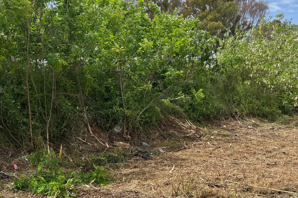 Desbroce de parcelas Pratenc