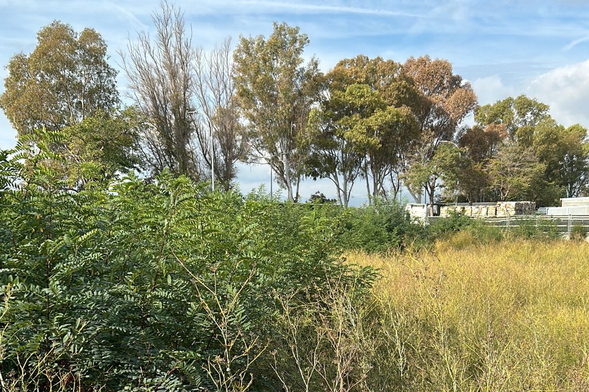 Desbroce de parcelas Pratenc