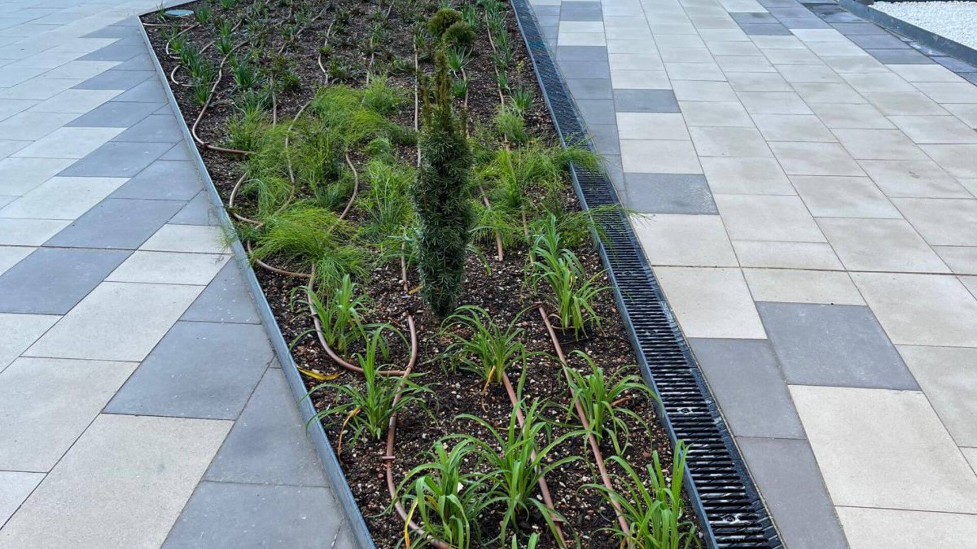 Plantas de exterior 2