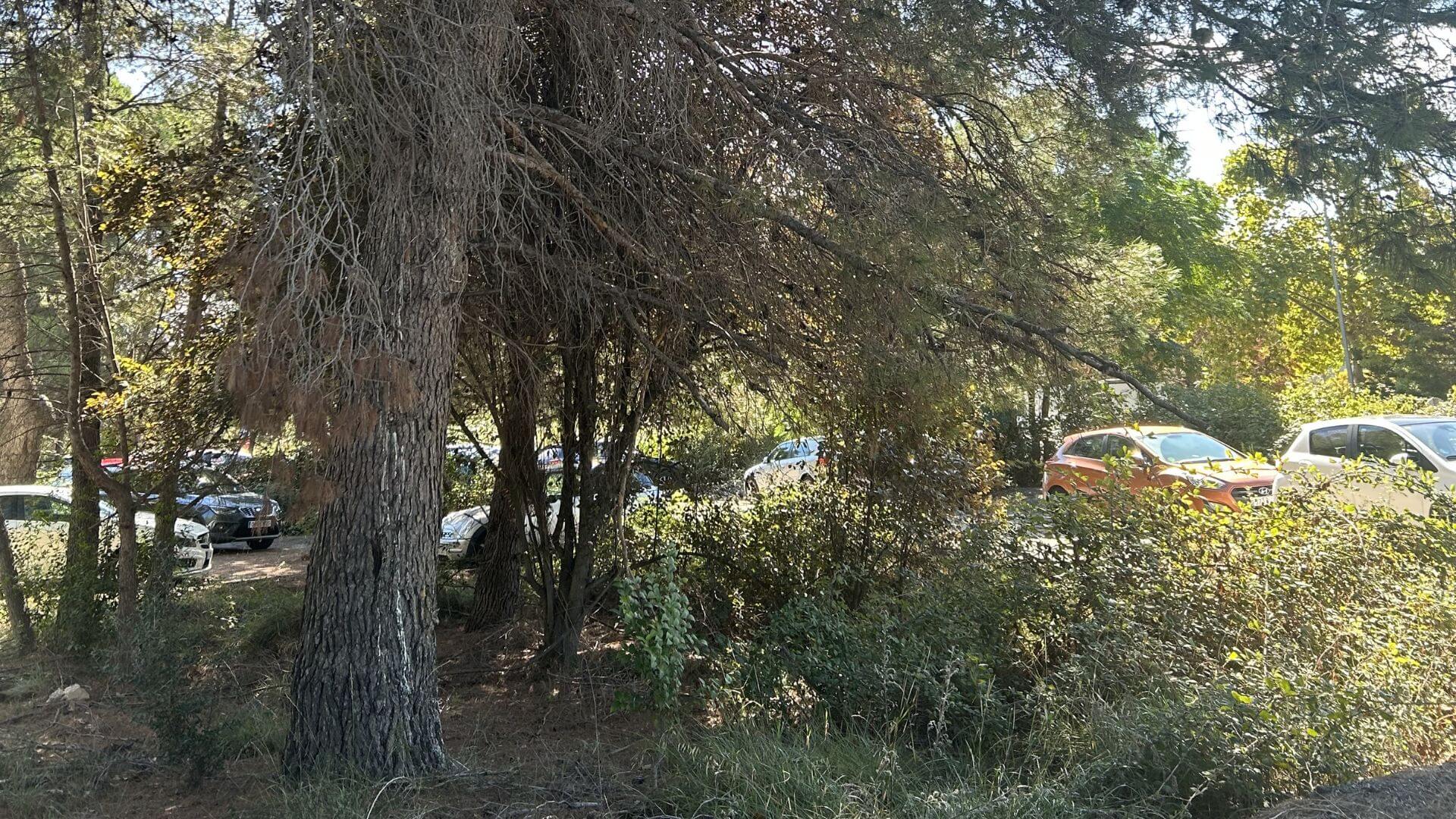 Tala de pinos en Sant Cugat