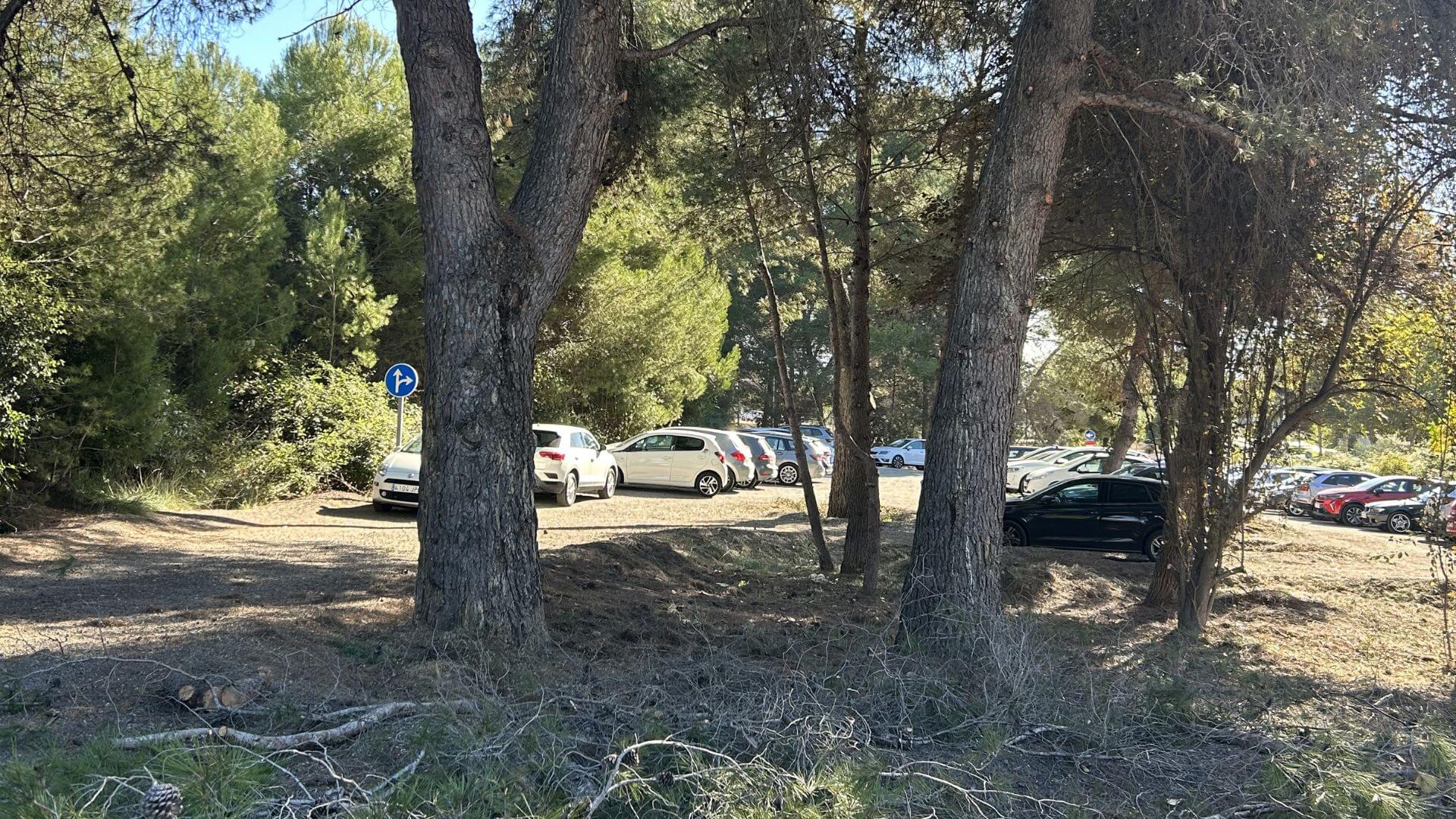 Tala de pinos en Sant Cugat