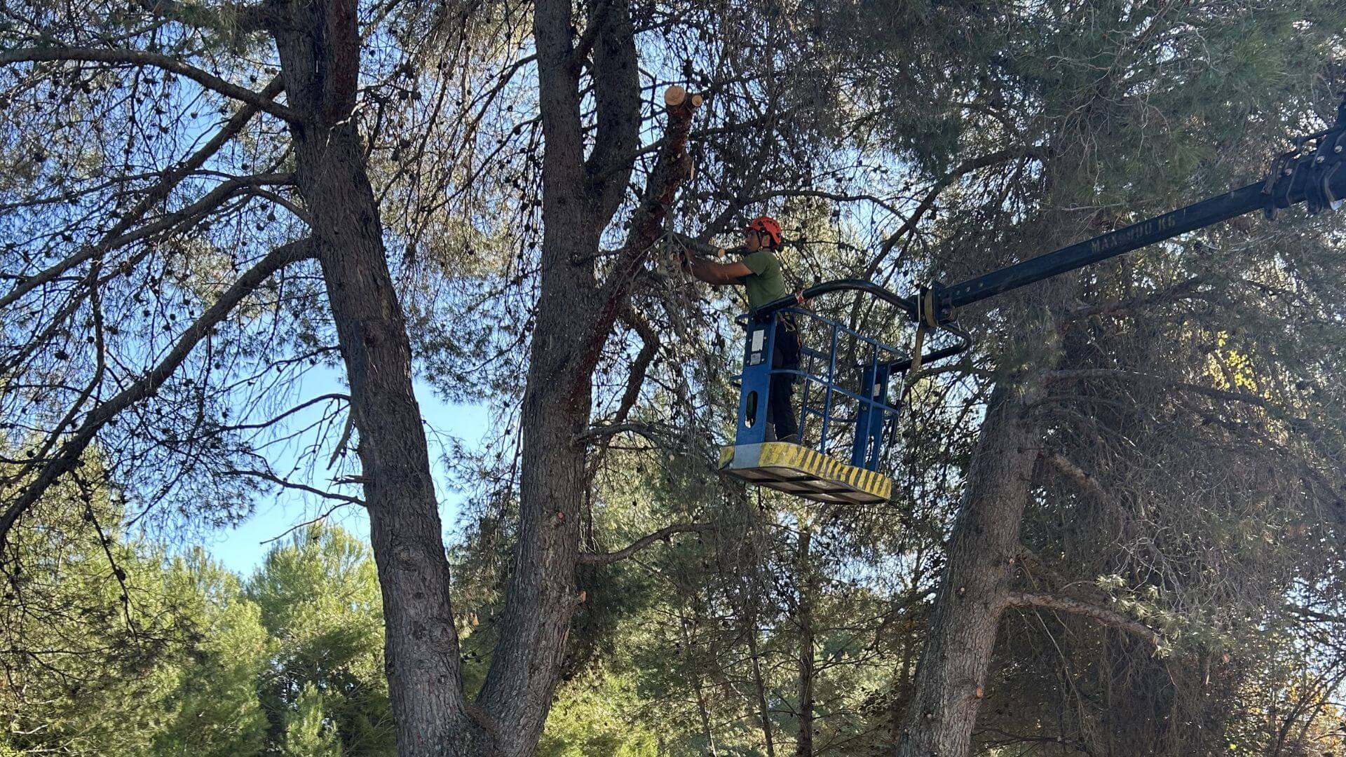 Tala de pinos en Sant Cugat