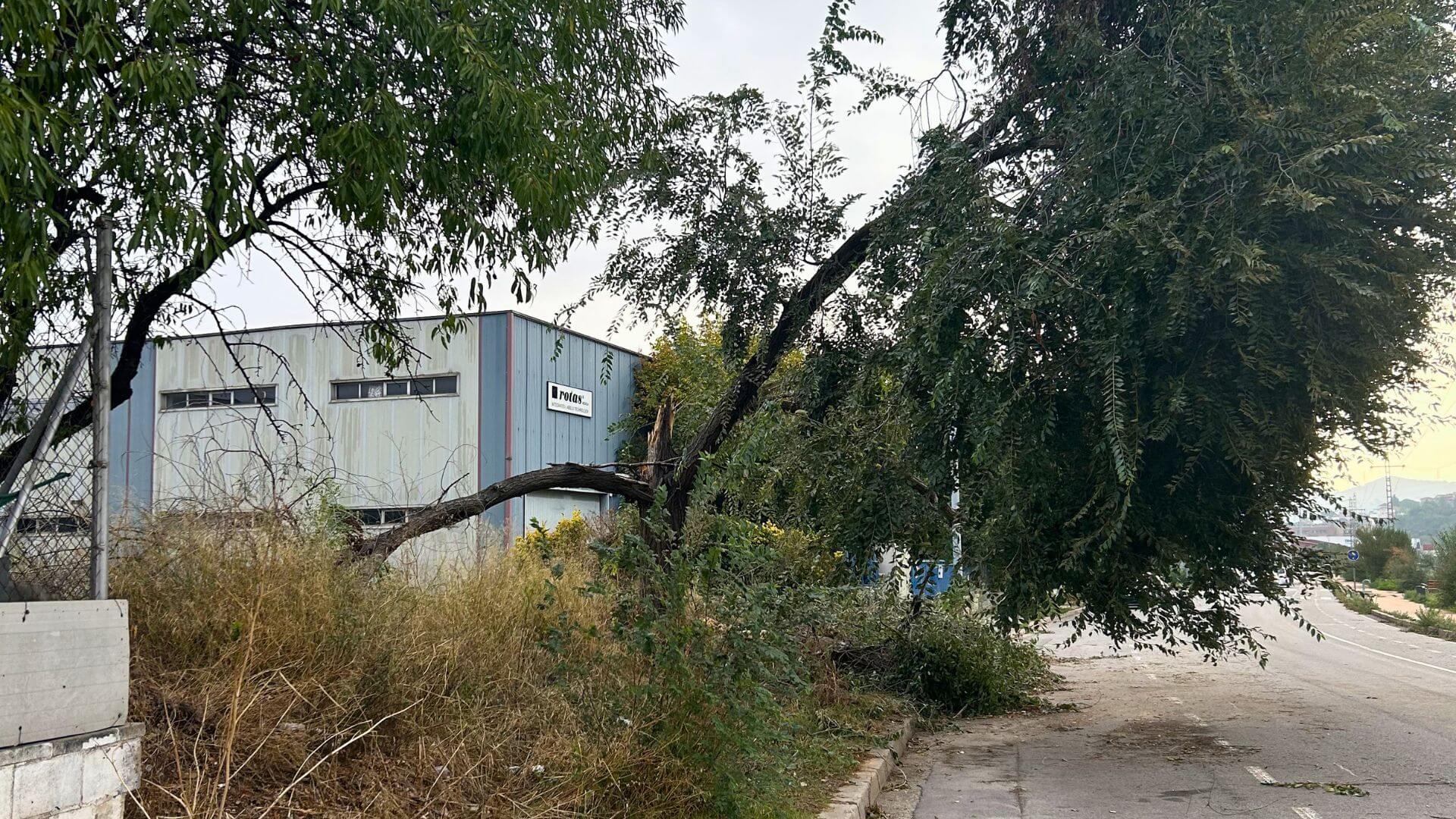 Retirada árbol caído por temporal