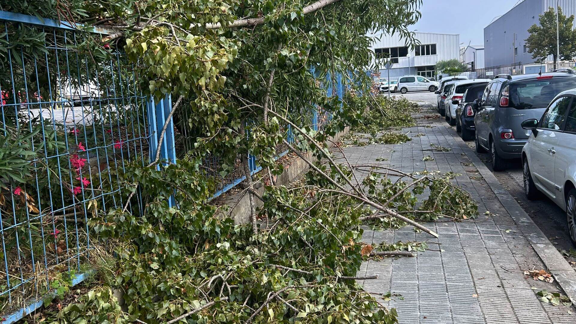 Retirada árbol caído por temporal