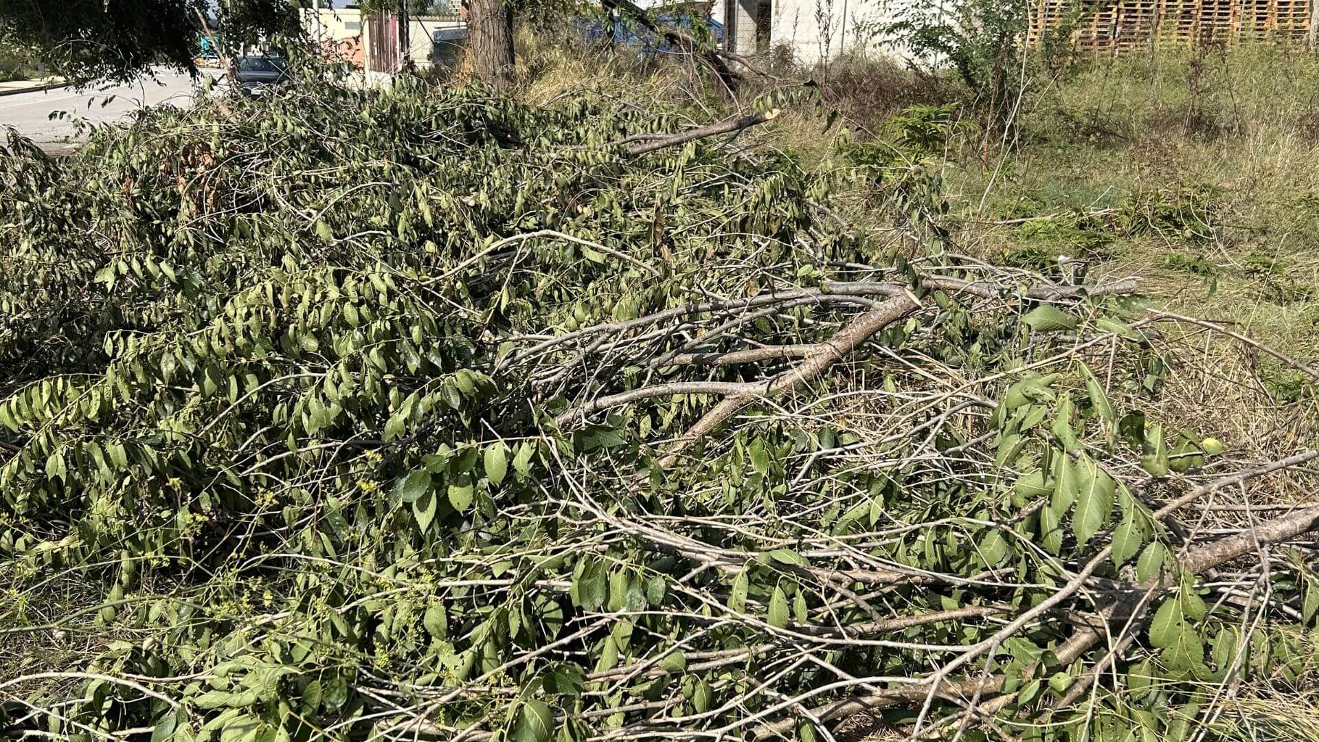Retirada árbol caído por temporal