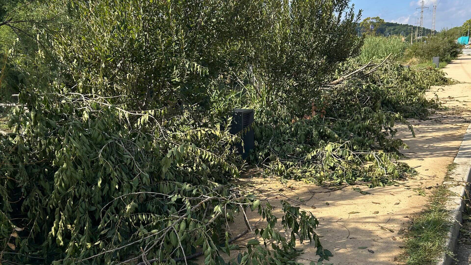 Retirada árbol caído por temporal