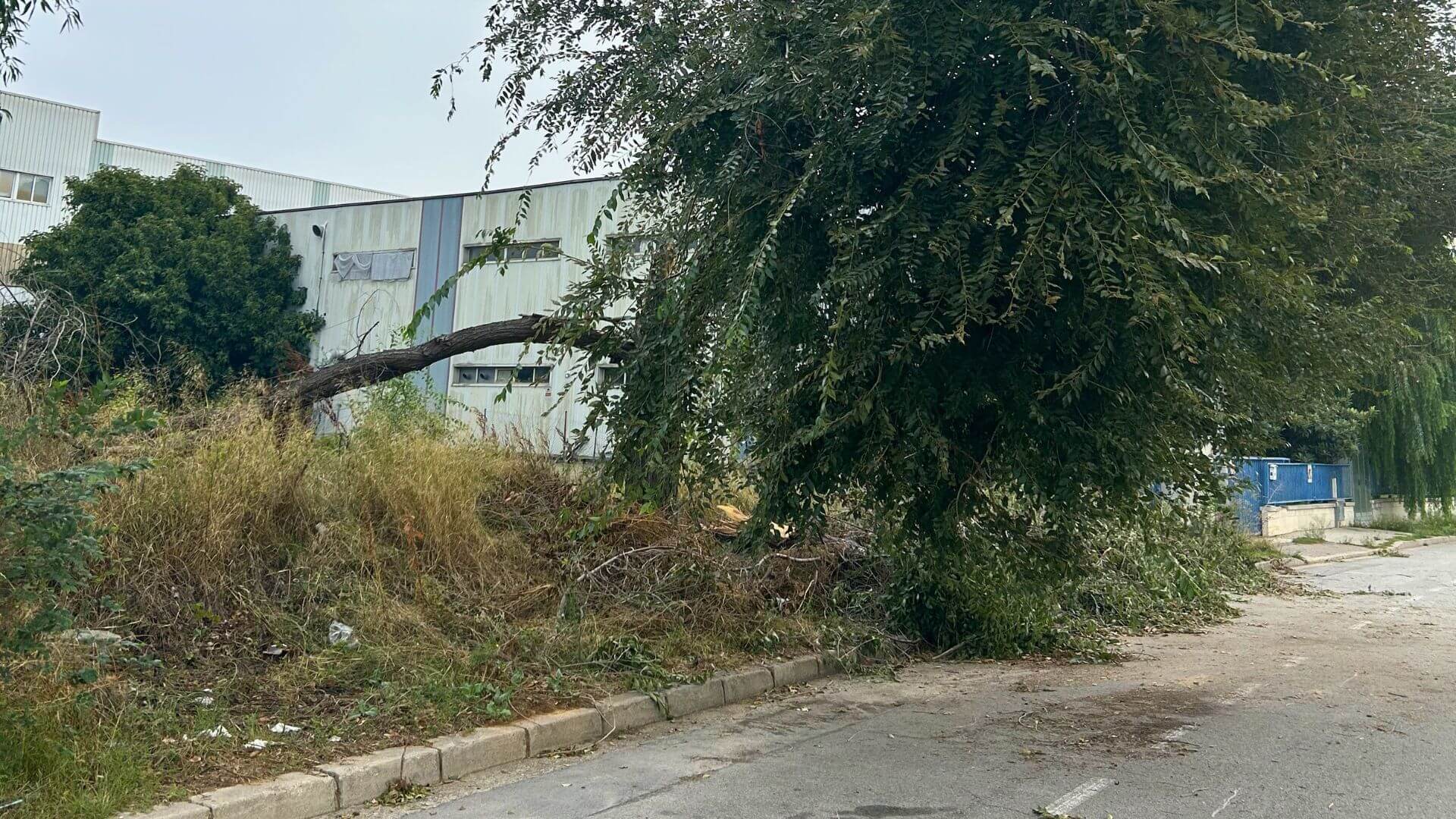 Retirada árbol caído por temporal
