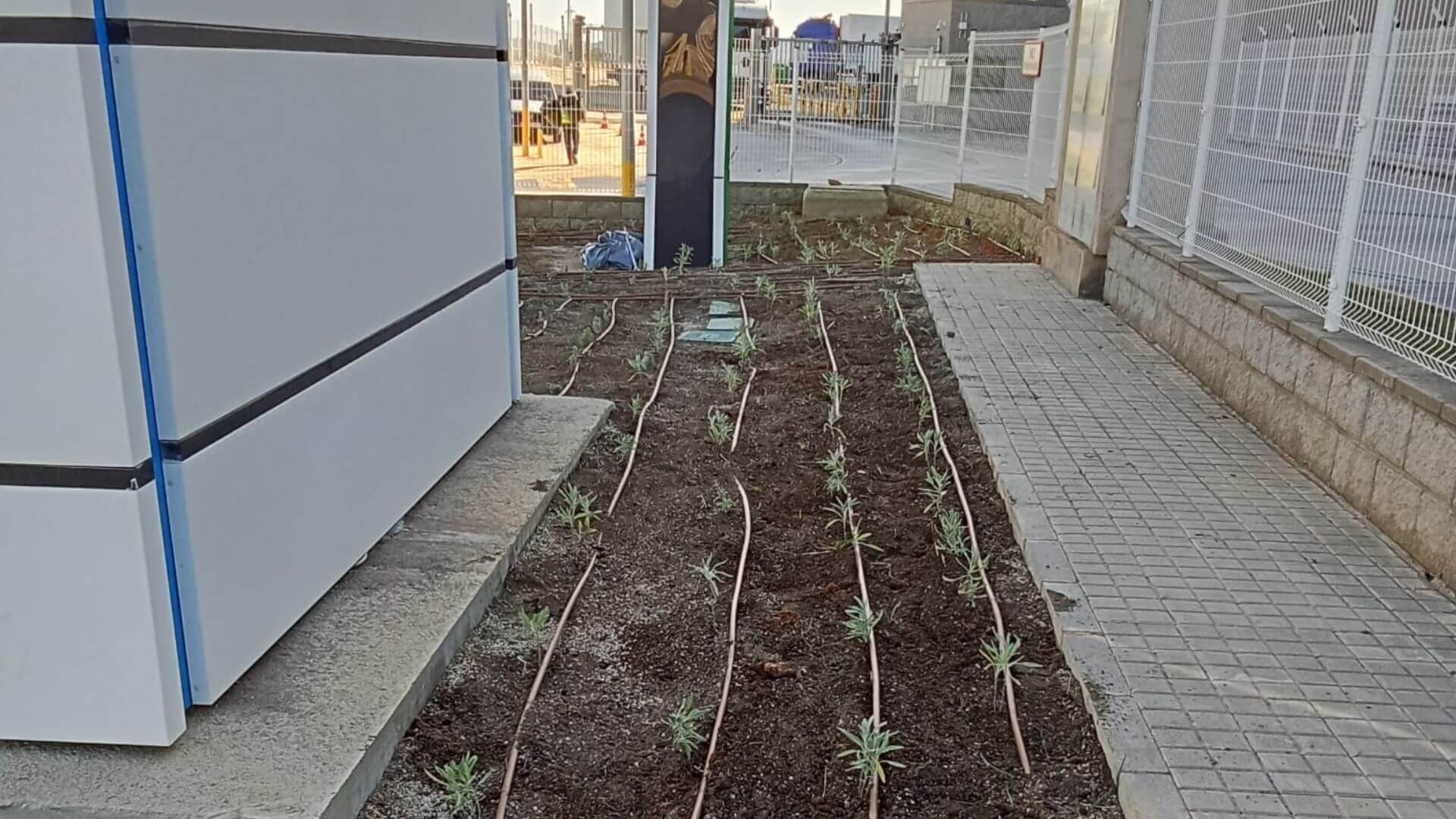 plantación aromáticas