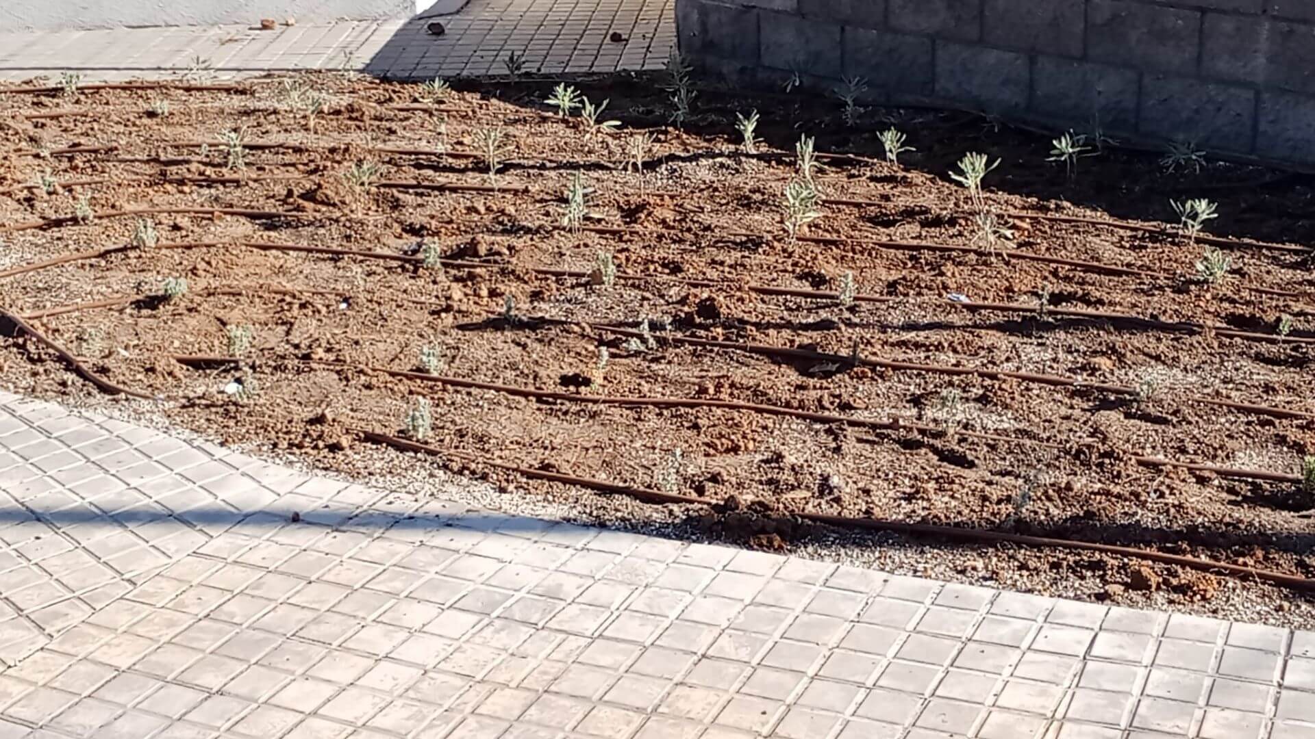 plantación aromáticas