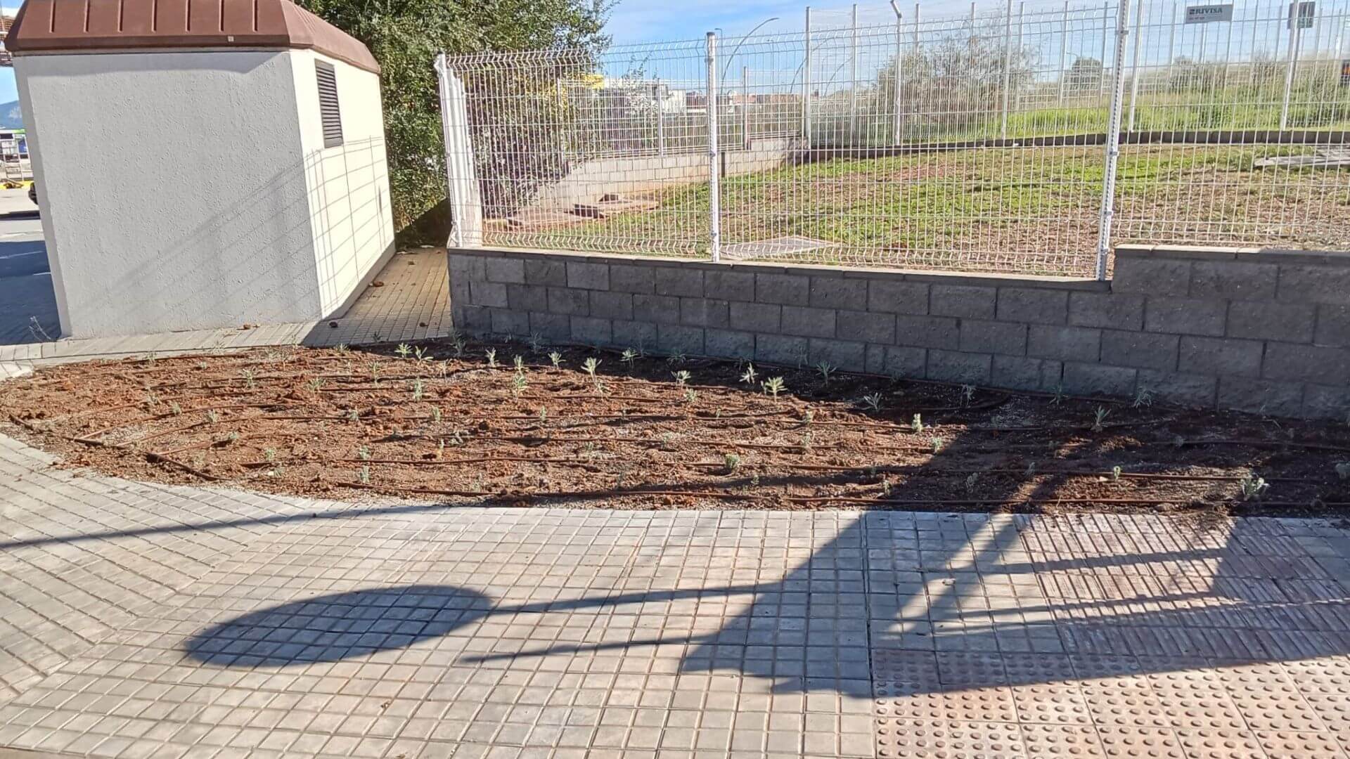 plantación aromáticas