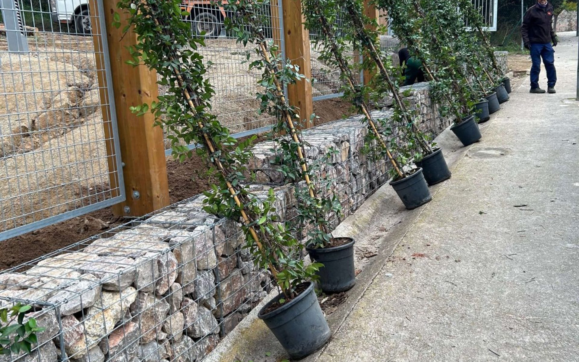Plantación en parque municipal Bigues