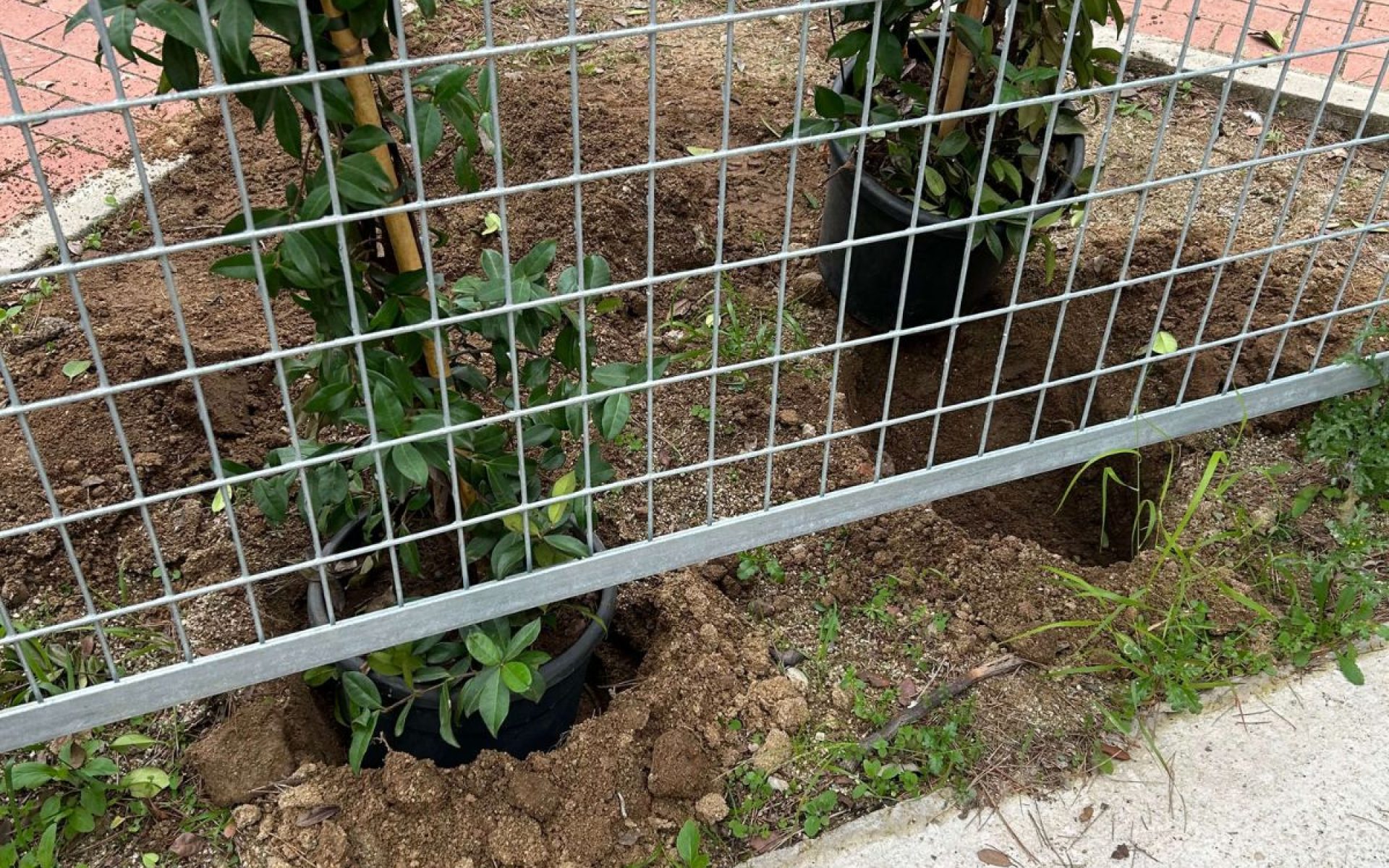 Plantación en parque municipal Bigues