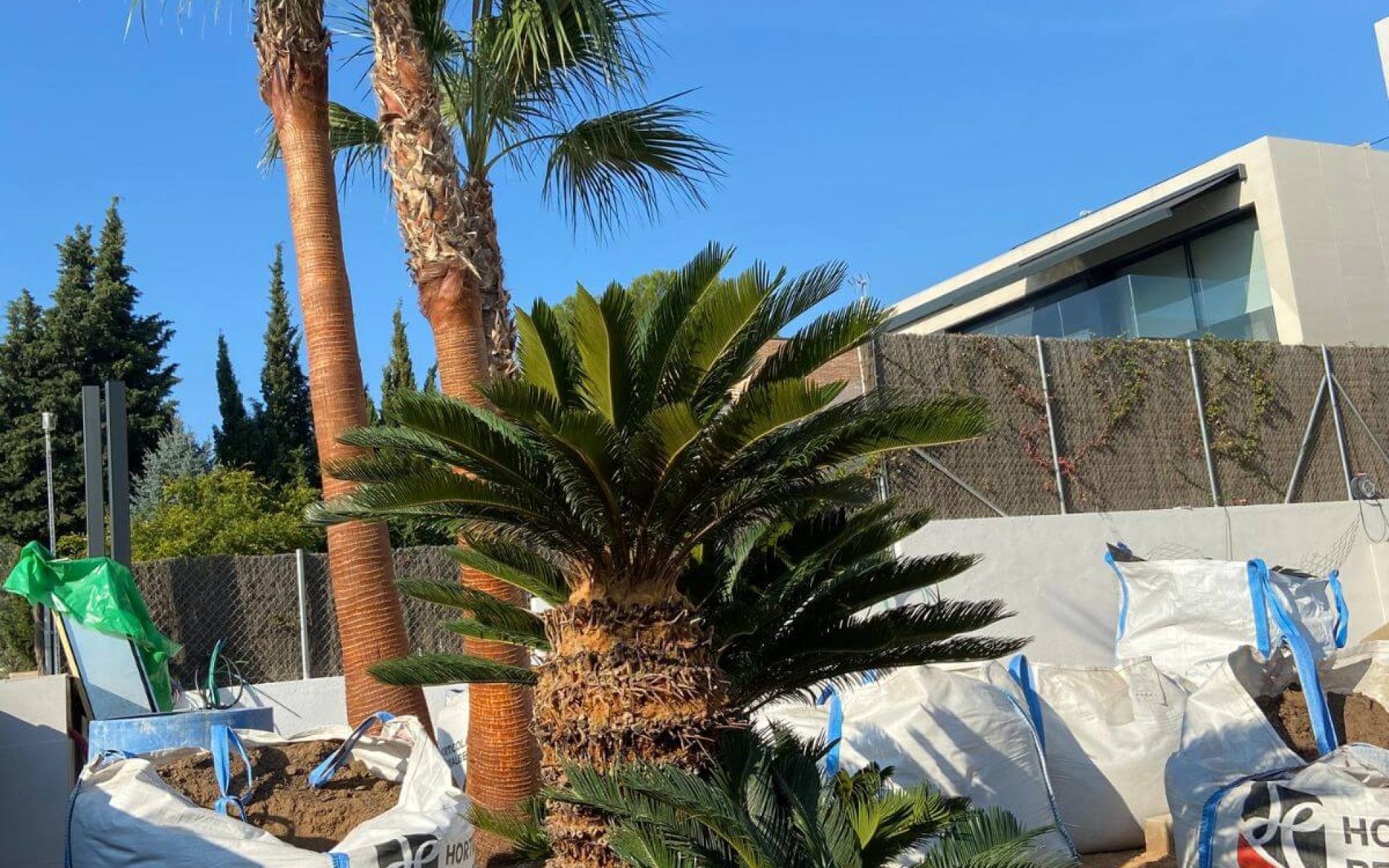 Plantación en Sant Cugat 3